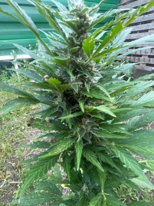 Auto Candy Bubatz Xl Outdoor Grow. Week 12 - #3