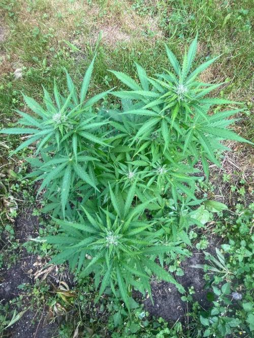Auto Candy Bubatz Xl Outdoor Grow. Week 14 - #2
Tag:93
