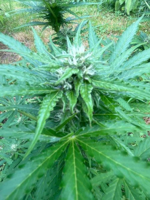 Auto Candy Bubatz Xl Outdoor Grow. Week 14 - #2
Tag:93