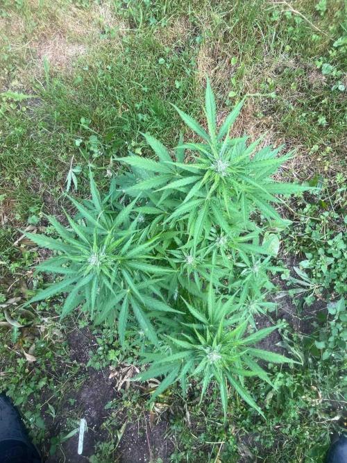 Auto Candy Bubatz Xl Outdoor Grow. Week 14 - #2
Tag:93