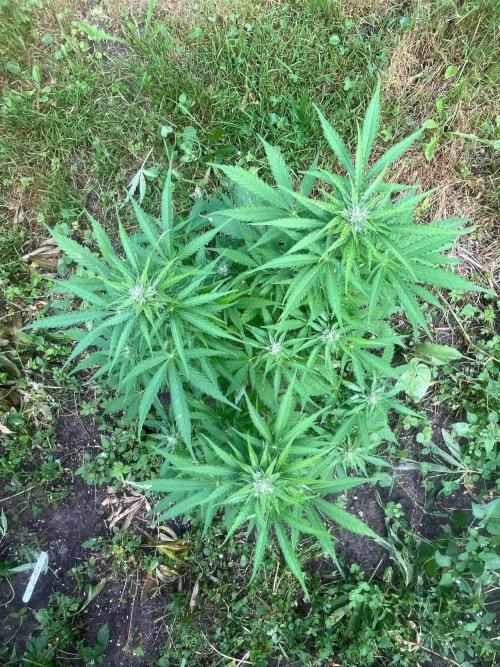 Auto Candy Bubatz Xl Outdoor Grow. Week 14 - #2
Tag:93