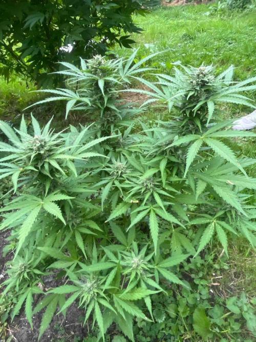 Auto Candy Bubatz Xl Outdoor Grow. Week 15 - #2