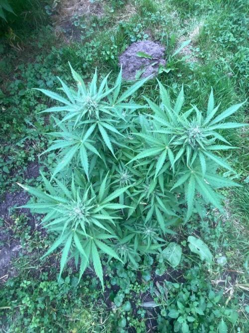 Auto Candy Bubatz Xl Outdoor Grow. Week 15 - #2