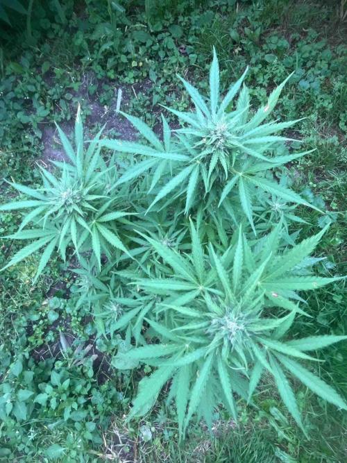 Auto Candy Bubatz Xl Outdoor Grow. Week 15 - #2