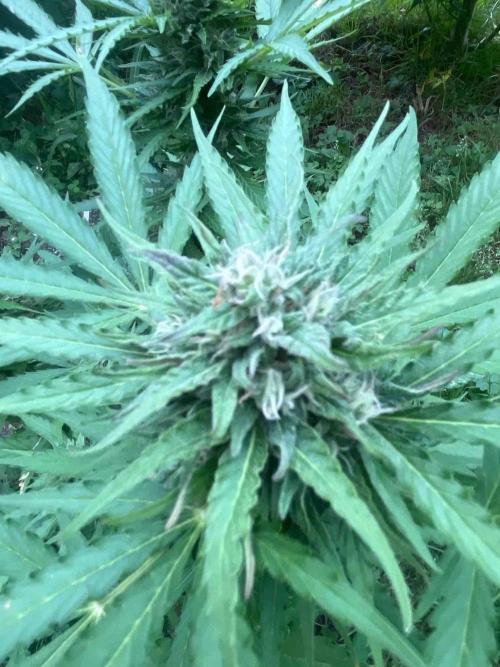 Auto Candy Bubatz Xl Outdoor Grow. Week 15 - #2