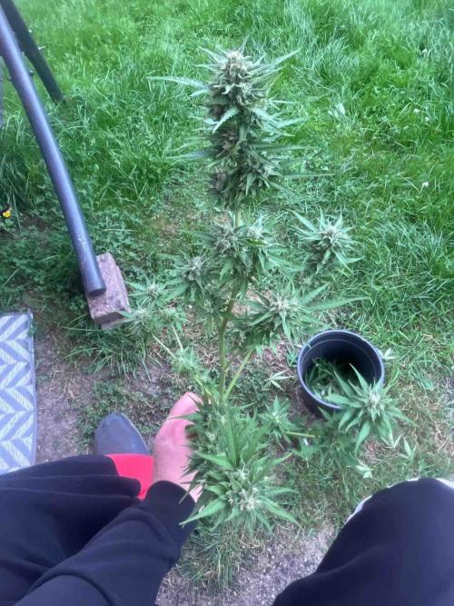 Auto Candy Bubatz Xl Outdoor Grow. Week 15 - #2