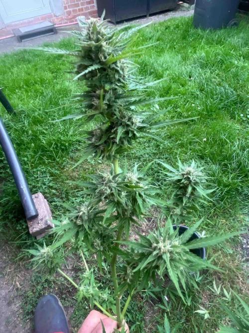 Auto Candy Bubatz Xl Outdoor Grow. Week 15 - #2