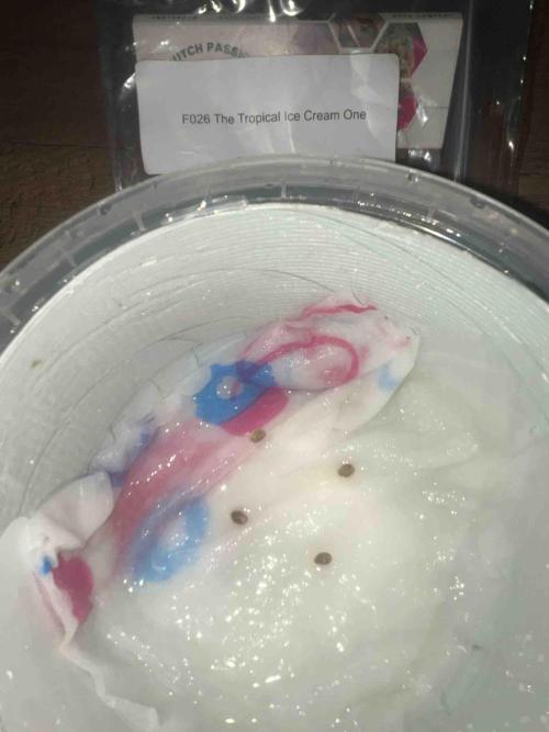 SSSC ( The Tropical ICE Cream One ). Week 0 - Day: 1