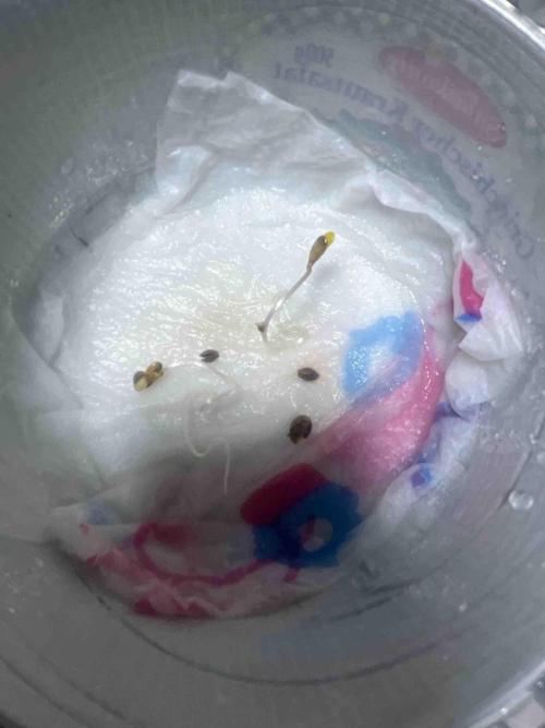 SSSC ( The Tropical ICE Cream One ). Week 0 - Day:6
