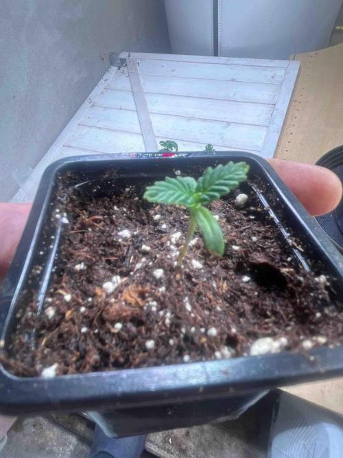 SSSC ( The Tropical ICE Cream One ). Week 0 - Day:13