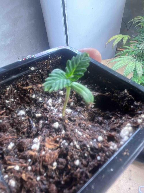 SSSC ( The Tropical ICE Cream One ). Week 0 - Day:13