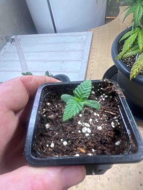 SSSC ( The Tropical ICE Cream One ). Week 0 - Day:13