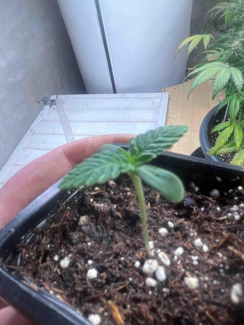 SSSC ( The Tropical ICE Cream One ). Week 0 - day:13