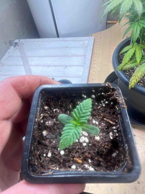 SSSC ( The Tropical ICE Cream One ). Week 0 - day:13