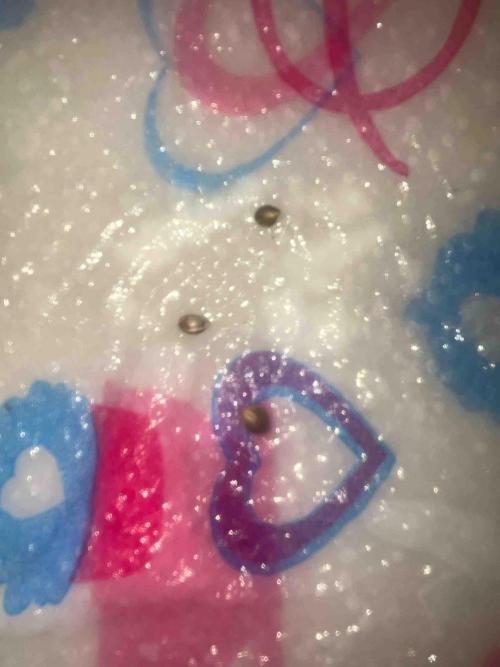 RQS Mexican Rush. Week 0 - Day:1