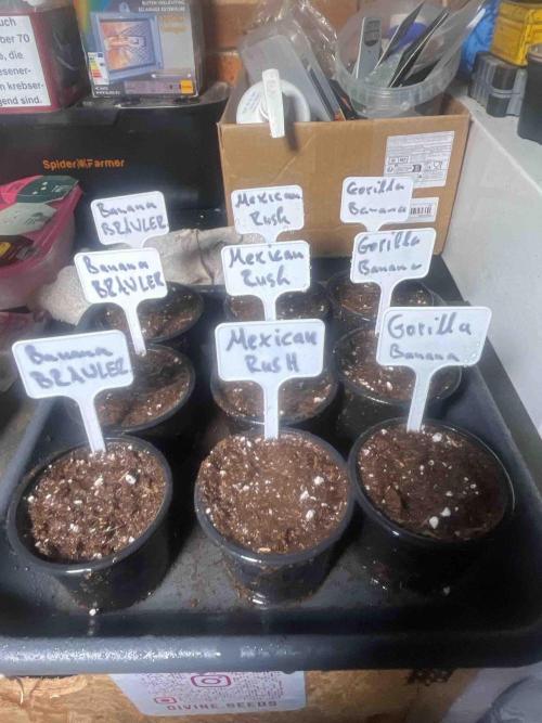 RQS Mexican Rush. Week 0