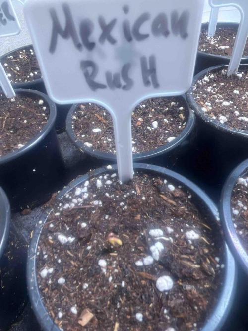 RQS Mexican Rush. Week 0