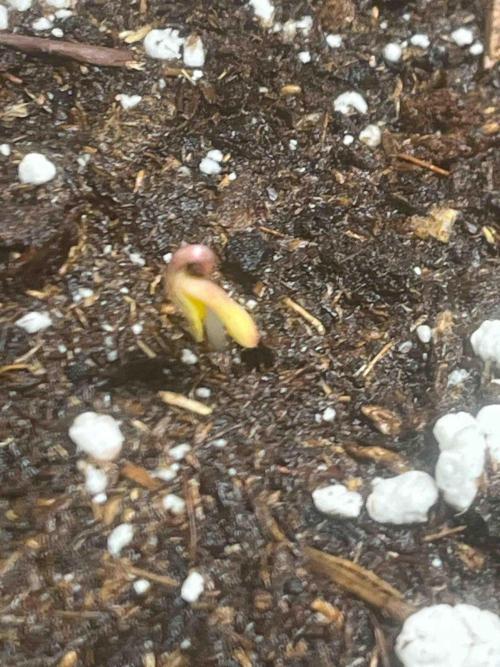 RQS Mexican Rush. Week 0 - #1
Day:7