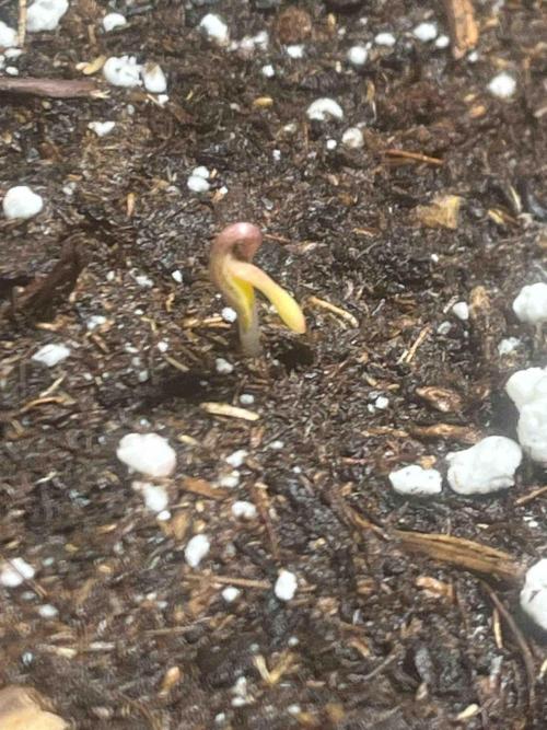 RQS Mexican Rush. Week 0 - #1
Day:7