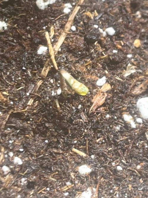 RQS Mexican Rush. Week 0 - #2
Day:7