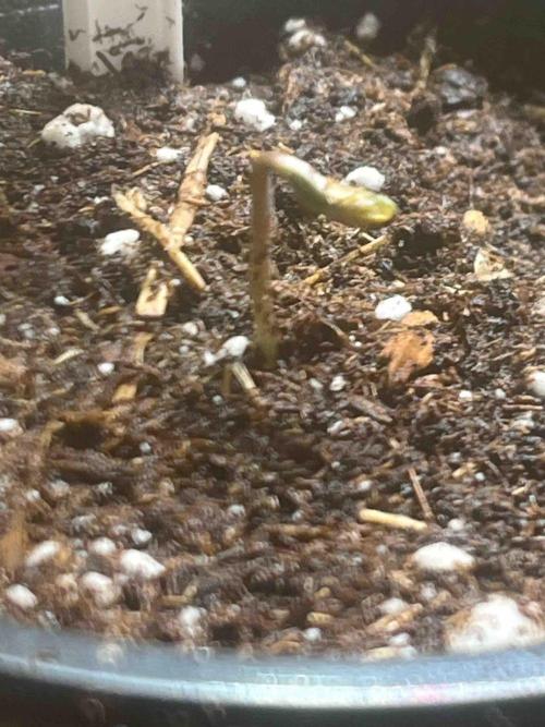 RQS Mexican Rush. Week 0 - #2
Day:7