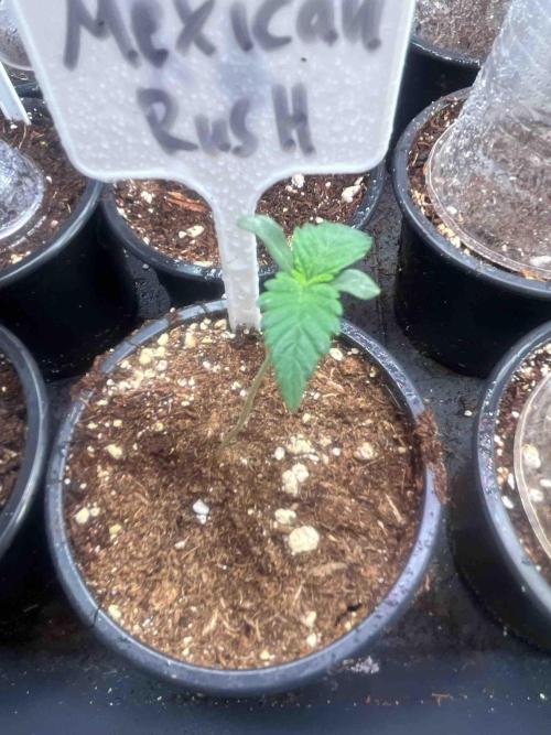 RQS Mexican Rush. Week 0 - #1
Day:12