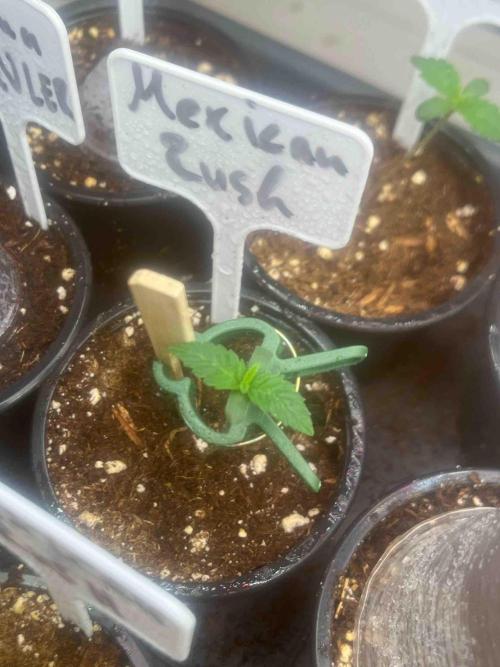 RQS Mexican Rush. Week 0 - #2
Day:12