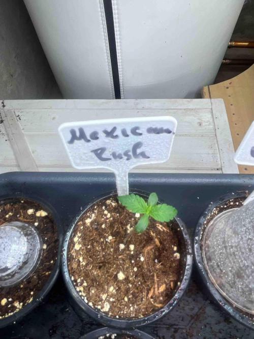 RQS Mexican Rush. Week 0 - #3
Day:12