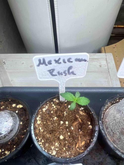 RQS Mexican Rush. Week 0 - #3
Day:12