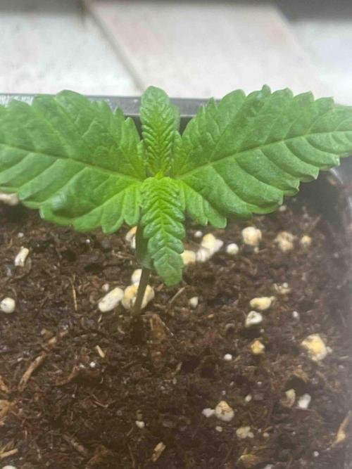 SSSC ( The Tropical ICE Cream One ). Week 1 - Day:16