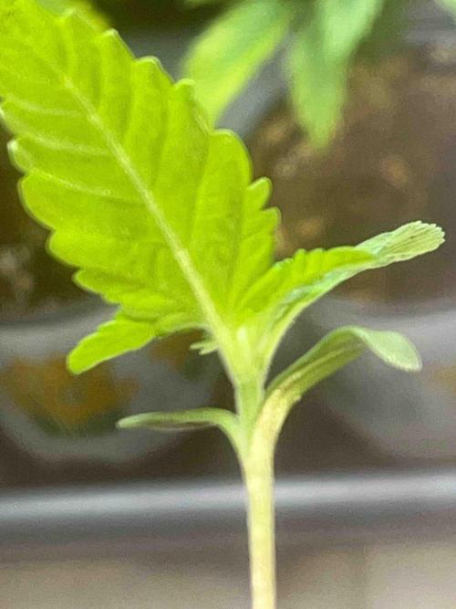 SSSC ( The Tropical ICE Cream One ). Week 1 - Day:16