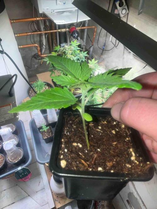 SSSC ( The Tropical ICE Cream One ). Week 1 - #1
Day:21