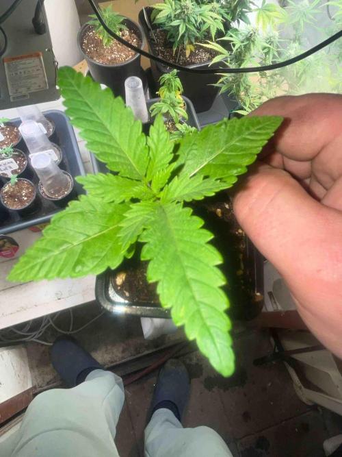SSSC ( The Tropical ICE Cream One ). Week 1 - #1
Day:21