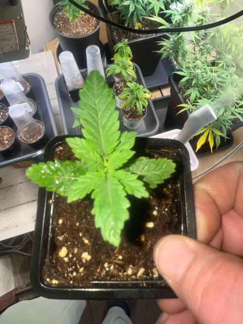 SSSC ( The Tropical ICE Cream One ). Week 1 - #2
Day:21