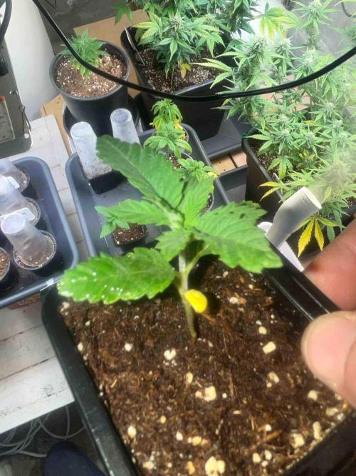 SSSC ( The Tropical ICE Cream One ). Week 1