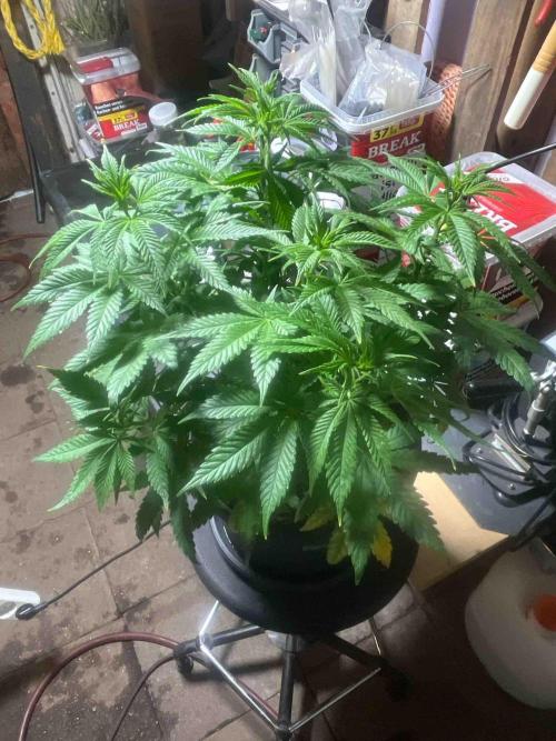 Seeds Mafia Sponsor Growing. Week 14 - #1