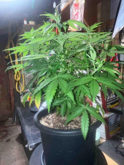Seeds Mafia Sponsor Growing. Week 14 - #1