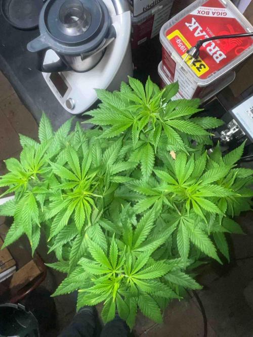 Seeds Mafia Sponsor Growing. Week 14 - #1