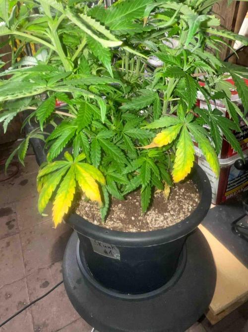 Seeds Mafia Sponsor Growing. Week 14 - #1