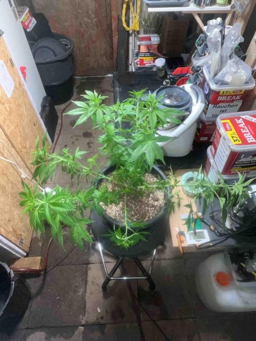 Seeds Mafia Sponsor Growing. Week 14 - #1