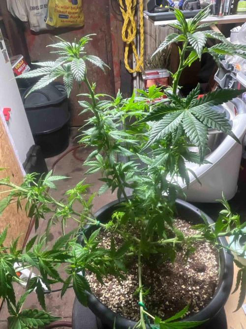 Seeds Mafia Sponsor Growing. Week 14 - #1
