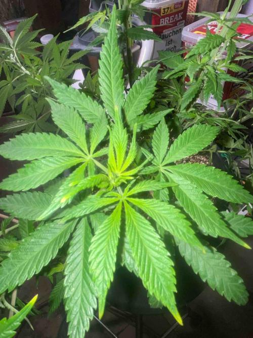Seeds Mafia Sponsor Growing. Week 14 - #1