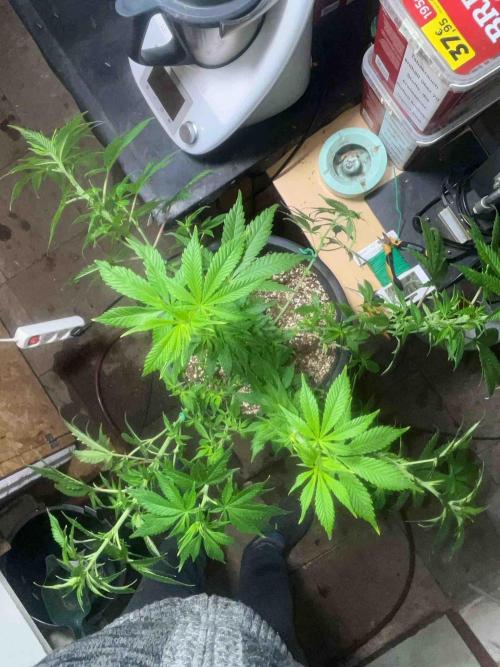 Seeds Mafia Sponsor Growing. Week 14 - #1