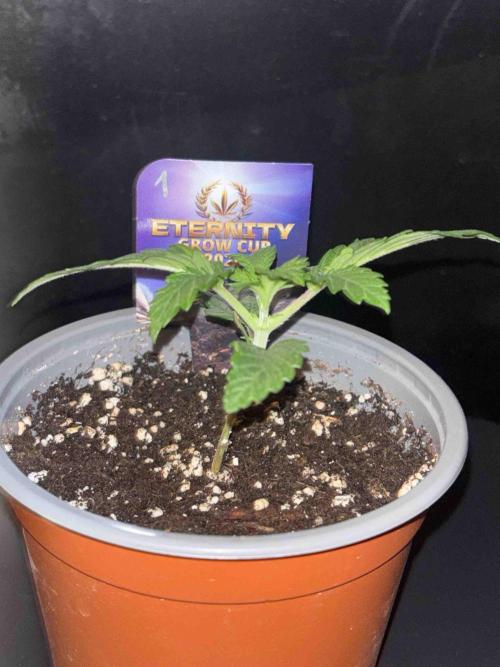 Eternity Grow Cup 2026. Week 4 - #1