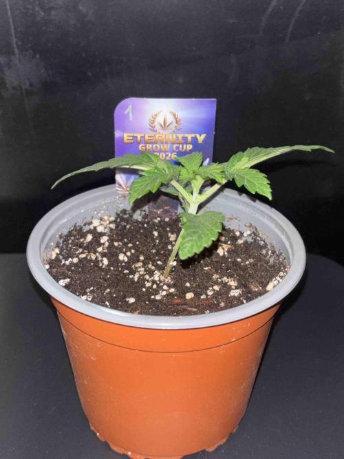 Eternity Grow Cup 2026. Week 4 - #1