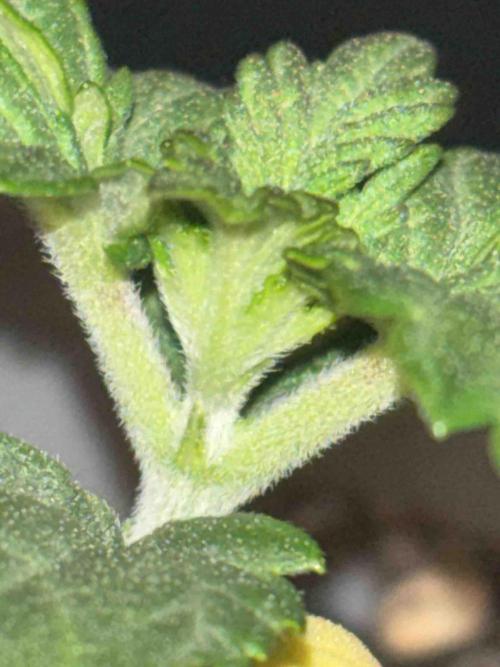 Eternity Grow Cup 2026. Week 4 - #2