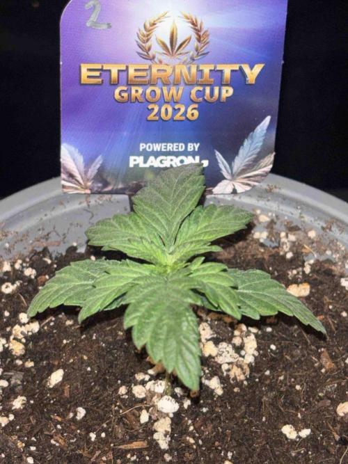 Eternity Grow Cup 2026. Week 4 - #2