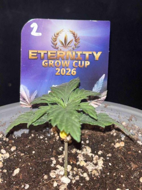 Eternity Grow Cup 2026. Week 4 - #2