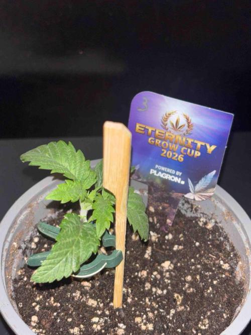 Eternity Grow Cup 2026. Week 4 - #3