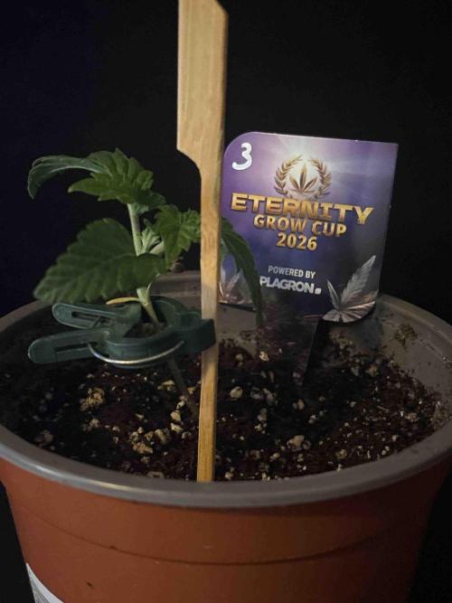 Eternity Grow Cup 2026. Week 4 - #3